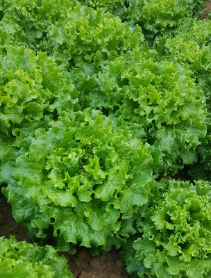 Salade batavia bio