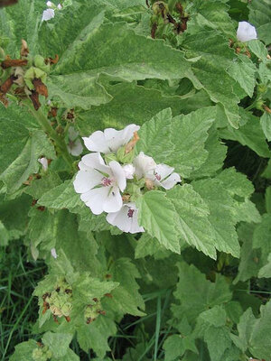 Plant de guimauve