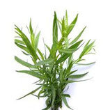 Plant d'estragon
