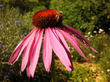 Plant d'échinacée