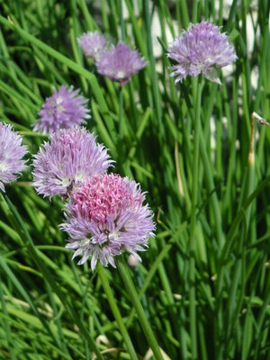 Plant de ciboulette