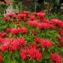 Plant de monarde