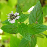 Plant de menthe poivrée