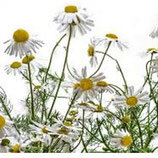 Plant de camomille romaine
