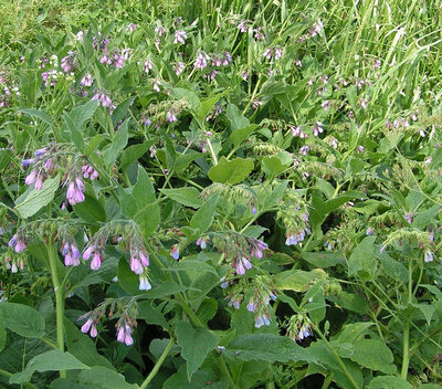Plant de consoude de russie