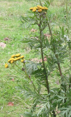 Plant de tanaisie