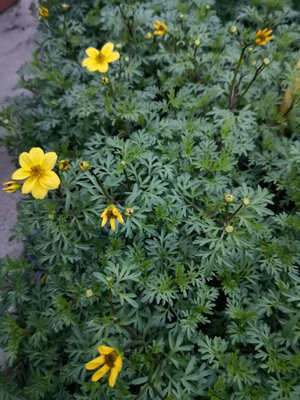 Bidens jaune