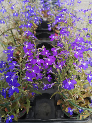 Lobélia bleu