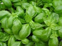 6 plants basilic grande feuille-