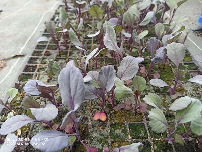 10 plants choux rouge