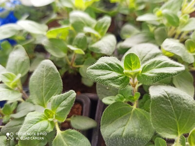 Plant origan