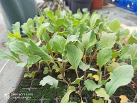 10 plants choux cabus