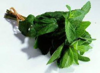 Menthe en bouquet