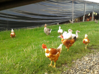 Cuisse poulet promo -15%