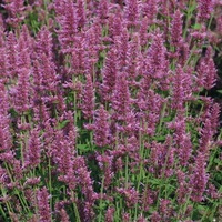 Agastache