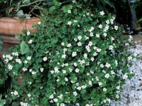 Bacopa