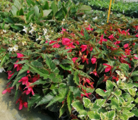 Bégonia boliviensis