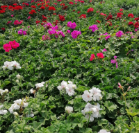 Géranium lierre double