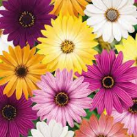 Osteospermum