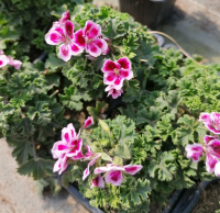 Pélargonium grandiflorum