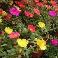 Portulaca