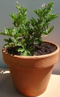 Pélargonium citriodorum en pot tc de 19 cm