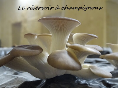 Pleurotes