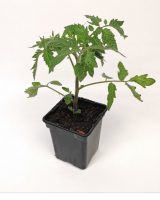Plant tomate rose de berne