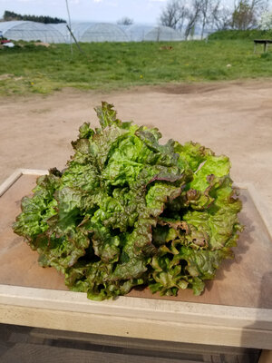 Batavia de saison