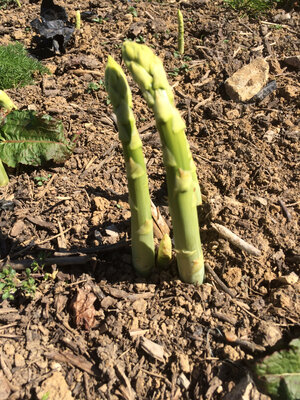 Asperge verte bio