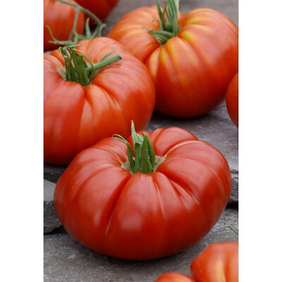 Tomate supersteak