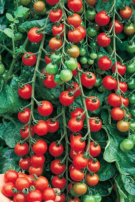 Tomate cerise