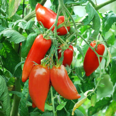 Tomate andine cornue
