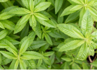 Plant verveine citron