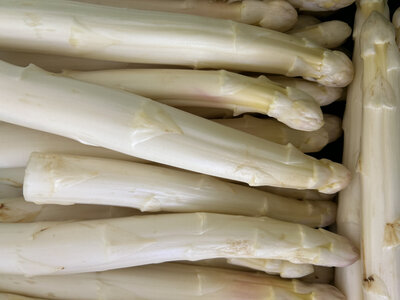 Asperges gros calibre (+ 22 mm)