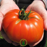 Plant tomate beefsteak