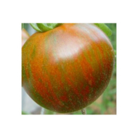 Plant tomate black zebra