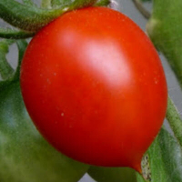 Plant tomate cocktail