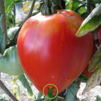 Plant tomate coeur de boeuf