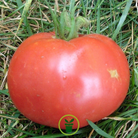Plant tomate rose de berne