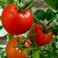 Plant tomate saint pierre