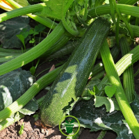 Plant courgette longue