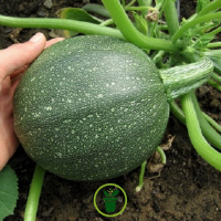 Plant courgette ronde