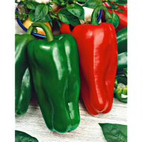 Plant poivron doux d'espagne