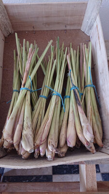 Citronnelle racine