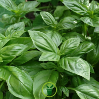 Plant basilic vert