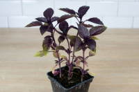 Plant basilic pourpre