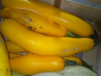 Plant courgette 'jaune'