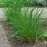 Aromatique ciboulette