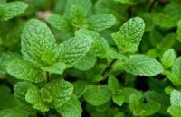 Aromatique menthe marocaine